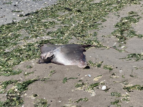 Blue-nosed ray (Myliobatis freminvillei) — Myliobatidae — 4