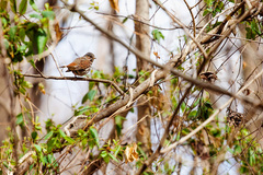 Passerella iliaca iliaca