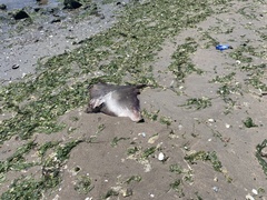 Myliobatis freminvillei