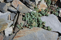 Veronica telephiifolia glareosa