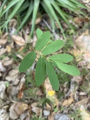 Machaerium lunatum