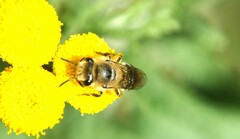 Colletes
