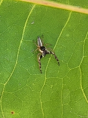 Hentzia vittata