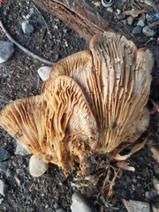 Pleurotus ostreatus