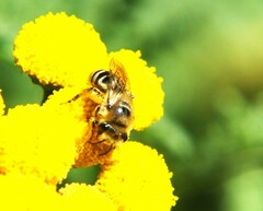 Colletes