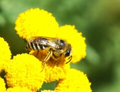 Colletes