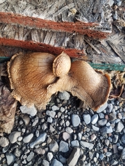 Pleurotus ostreatus