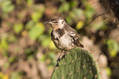 Floreana Mockingbird photo 2