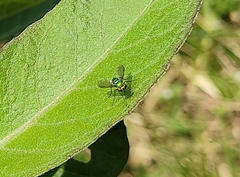 Condylostylus occidentalis