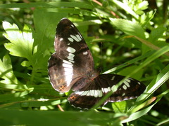 Limenitis camilla