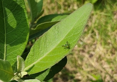 Condylostylus occidentalis