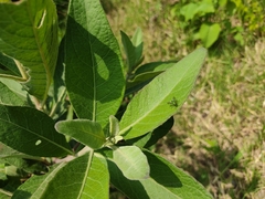 Condylostylus occidentalis