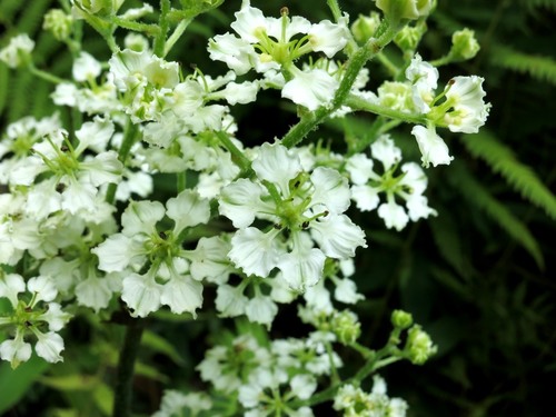 Veratrum hybridum J.H.Zimmerman, 1961