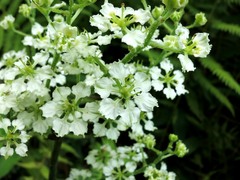 Veratrum hybridum