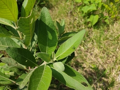 Condylostylus occidentalis