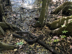 Pterocarpus officinalis