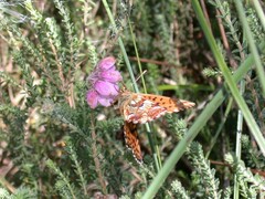 Boloria aquilonaris