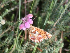 Boloria aquilonaris