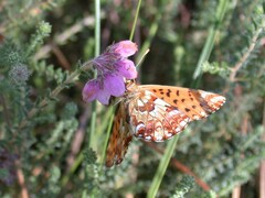 Boloria aquilonaris