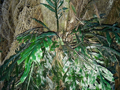 Blechnum patersonii