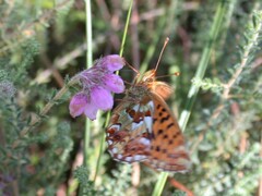 Boloria aquilonaris
