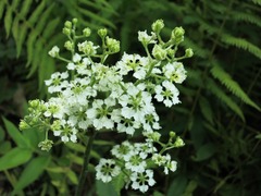 Veratrum hybridum