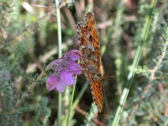 Boloria aquilonaris