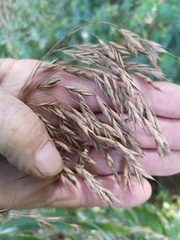 Bromus secalinus