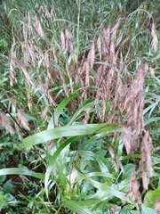 Bromus secalinus