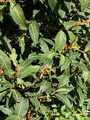 Coereba flaveola