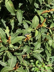 Coereba flaveola