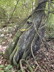 Pterocarpus officinalis