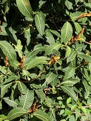 Coereba flaveola