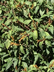 Coereba flaveola
