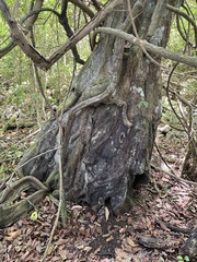 Pterocarpus officinalis