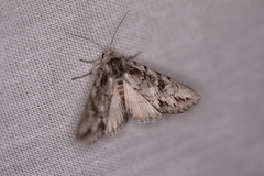 Andropolia