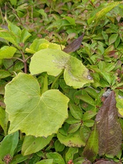 Parasenecio kamtschaticus