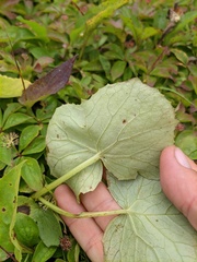 Parasenecio kamtschaticus