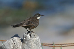 Cinclodes nigrofumosus