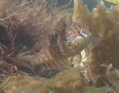 Hexagrammos octogrammus