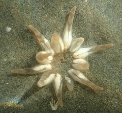 Peachia quinquecapitata