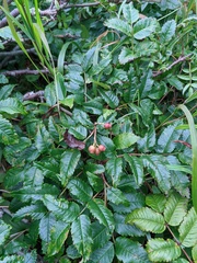 Sorbus sambucifolia