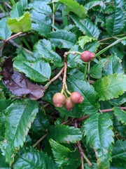 Sorbus sambucifolia