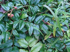 Sorbus sambucifolia