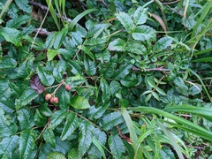 Sorbus sambucifolia