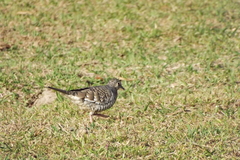 Columbina squammata