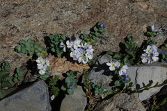 Veronica telephiifolia glareosa