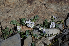 Veronica telephiifolia glareosa