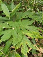 Angelica ursina