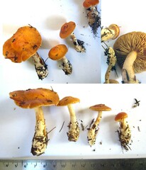 Cortinarius armeniacus